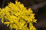 Low pinebarren milkwort